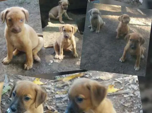 Cachorro ra a SRD idade 2 a 6 meses nome Filhotes para adoção