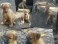 Filhotes para adoção