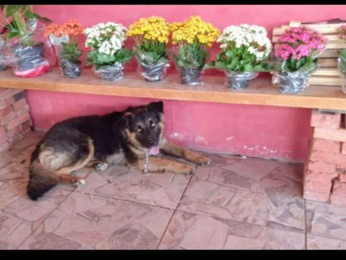 Cachorro ra a Capa preta  idade 1 ano nome Pastor