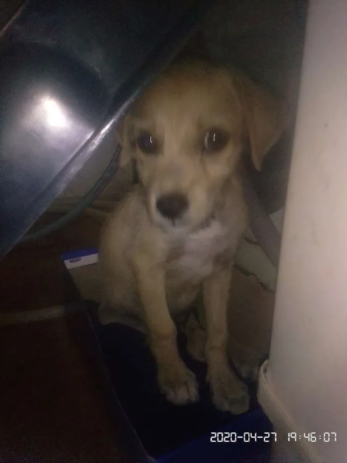 Cachorro ra a Vira latas idade 2 a 6 meses nome Caramelo