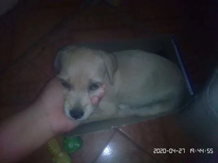 Cachorro ra a Vira latas idade 2 a 6 meses nome Caramelo