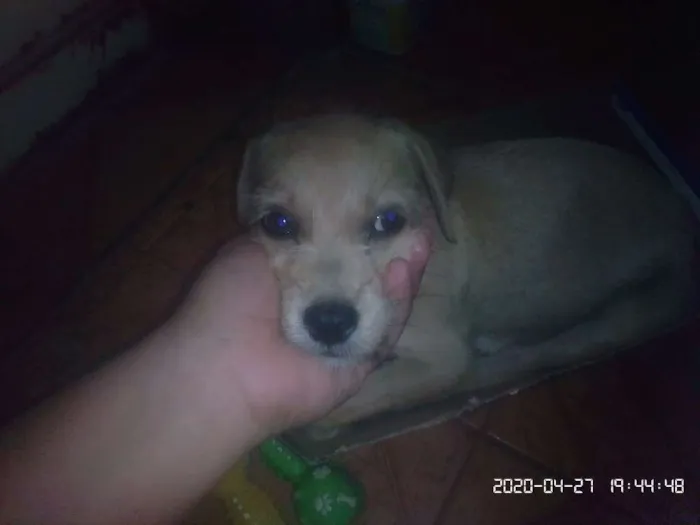 Cachorro ra a Vira latas idade 2 a 6 meses nome Caramelo