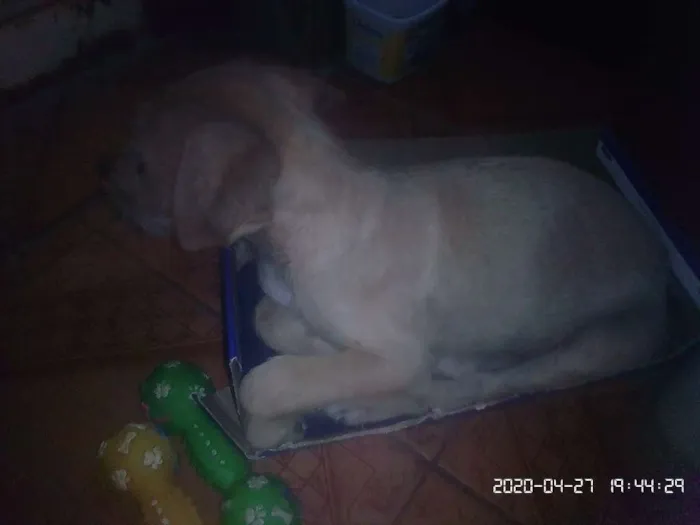 Cachorro ra a Vira latas idade 2 a 6 meses nome Caramelo