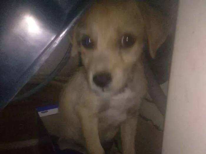 Cachorro ra a Vira latas idade 2 a 6 meses nome Caramelo