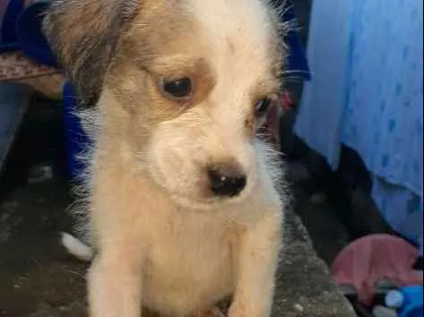 Cachorro ra a  idade Abaixo de 2 meses nome Max