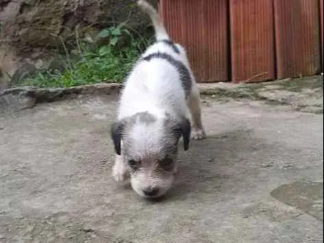 Cachorro ra a  idade Abaixo de 2 meses nome Max