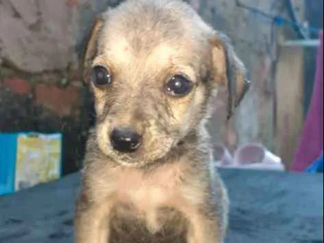 Cachorro ra a  idade Abaixo de 2 meses nome Bonye