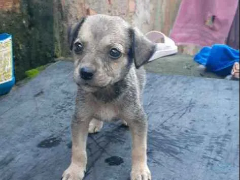 Cachorro ra a  idade Abaixo de 2 meses nome Bonye