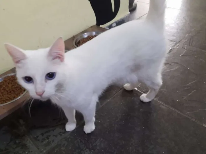 Gato ra a SRD idade 1 ano nome Açucena