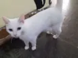 Açucena