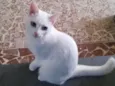 Açucena