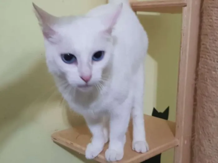 Gato ra a SRD idade 1 ano nome Açucena
