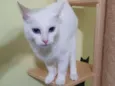 Açucena