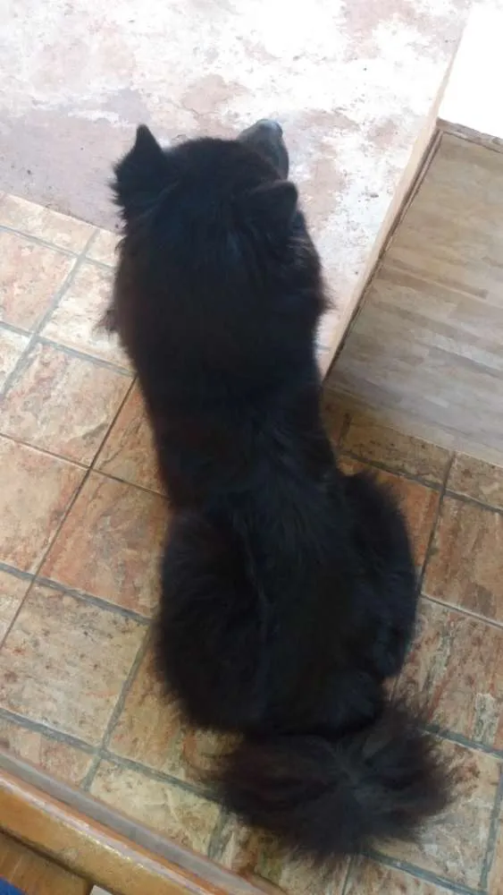 Cachorro ra a Chow Chow idade 5 anos nome Thor