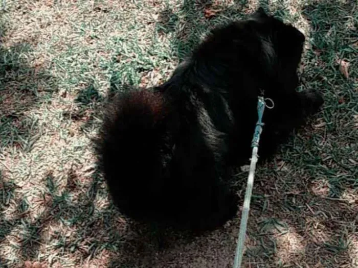 Cachorro ra a Chow Chow idade 5 anos nome Thor