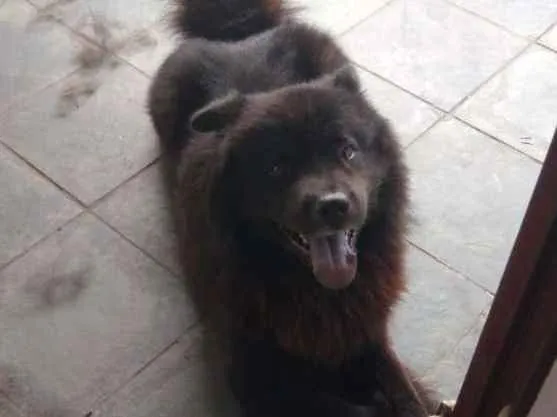 Cachorro ra a Chow Chow idade 5 anos nome Thor