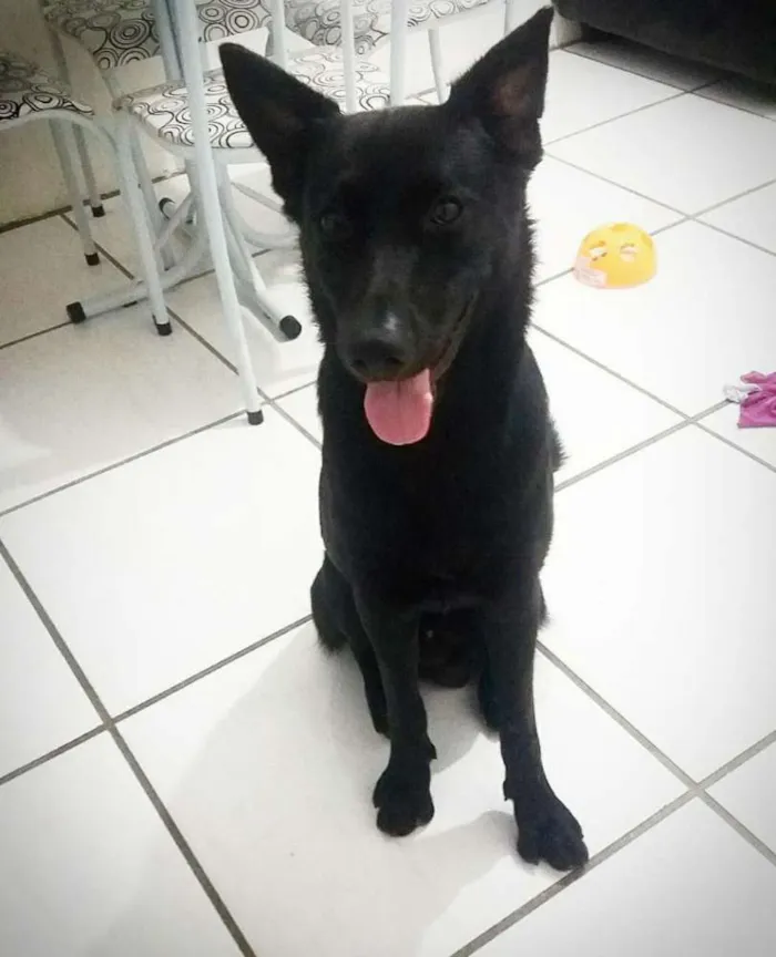 Cachorro raça Pastor Alemão idade 4 anos nome Grafit