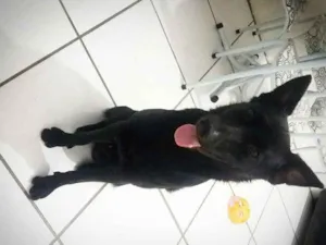 Cachorro raça Pastor Alemão idade 4 anos nome Grafit