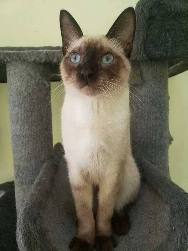 Gato ra a SRD idade 7 a 11 meses nome Koda