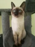 Koda
