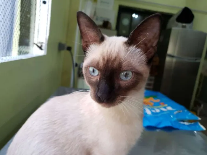 Gato ra a SRD idade 7 a 11 meses nome Koda