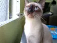 Koda
