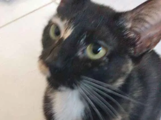 Gato raça Srd idade 2 a 6 meses nome Vitoria