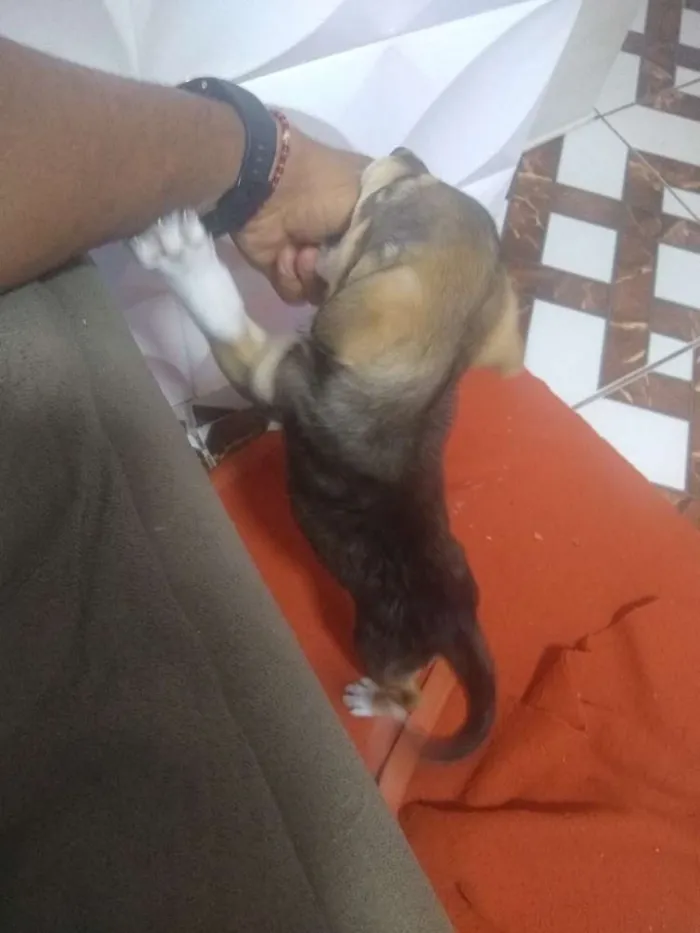 Cachorro ra a Vida lata idade Abaixo de 2 meses nome Mel