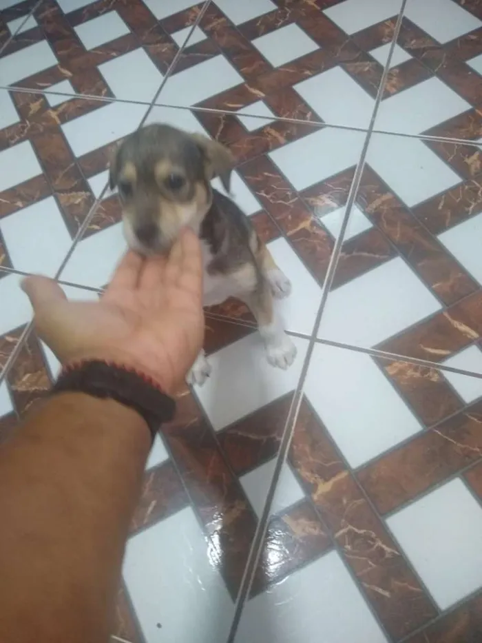 Cachorro ra a Vida lata idade Abaixo de 2 meses nome Mel