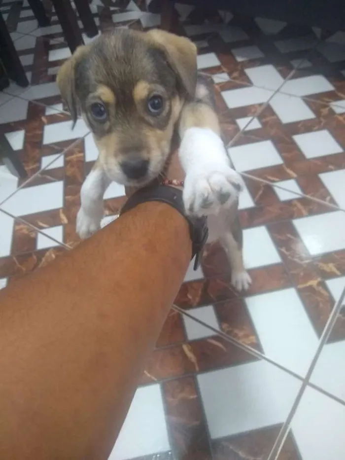 Cachorro ra a Vida lata idade Abaixo de 2 meses nome Mel
