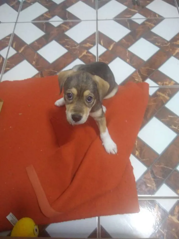 Cachorro ra a Vida lata idade Abaixo de 2 meses nome Mel