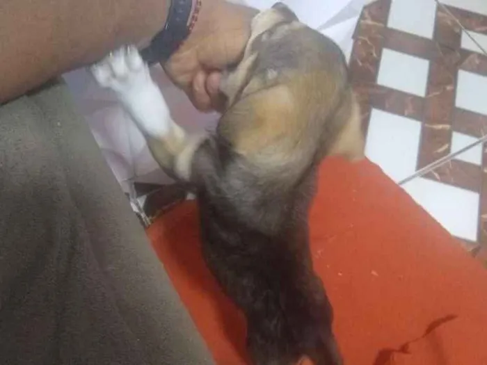 Cachorro ra a Vida lata idade Abaixo de 2 meses nome Mel
