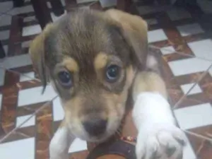 Cachorro raça Vida lata idade Abaixo de 2 meses nome Mel