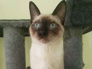 Gato raça SRD idade 7 a 11 meses nome Koda