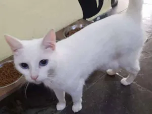 Gato raça SRD idade 1 ano nome Açucena