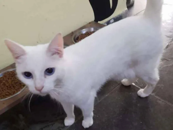 Gato ra a SRD idade 1 ano nome Açucena