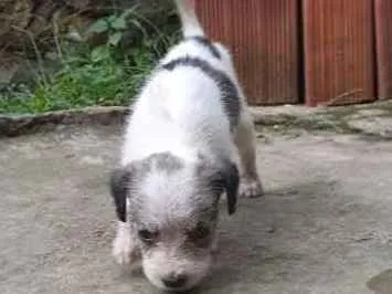 Cachorro ra a  idade Abaixo de 2 meses nome Max