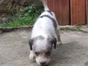 Cachorro ra a  idade Abaixo de 2 meses nome Max