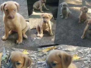 Cachorro raça SRD idade 2 a 6 meses nome Filhotes para adoção