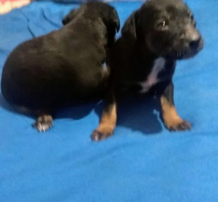 Cachorro raça Mix de Pintcher idade Abaixo de 2 meses nome Filhotes Diego