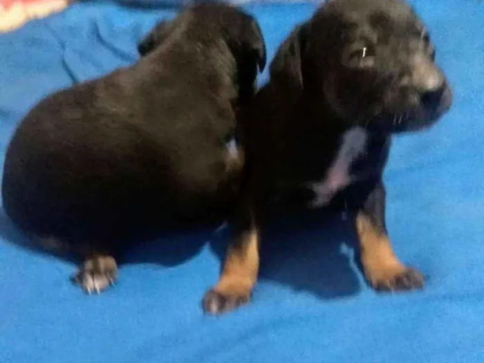 Cachorro raça Mix de Pintcher idade Abaixo de 2 meses nome Filhotes Diego