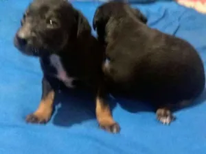Cachorro raça Mix de Pintcher idade Abaixo de 2 meses nome Filhotes Diego