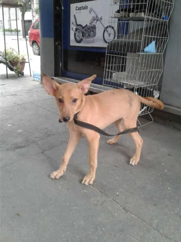 Cachorro ra a srd idade 2 a 6 meses nome Sem nome