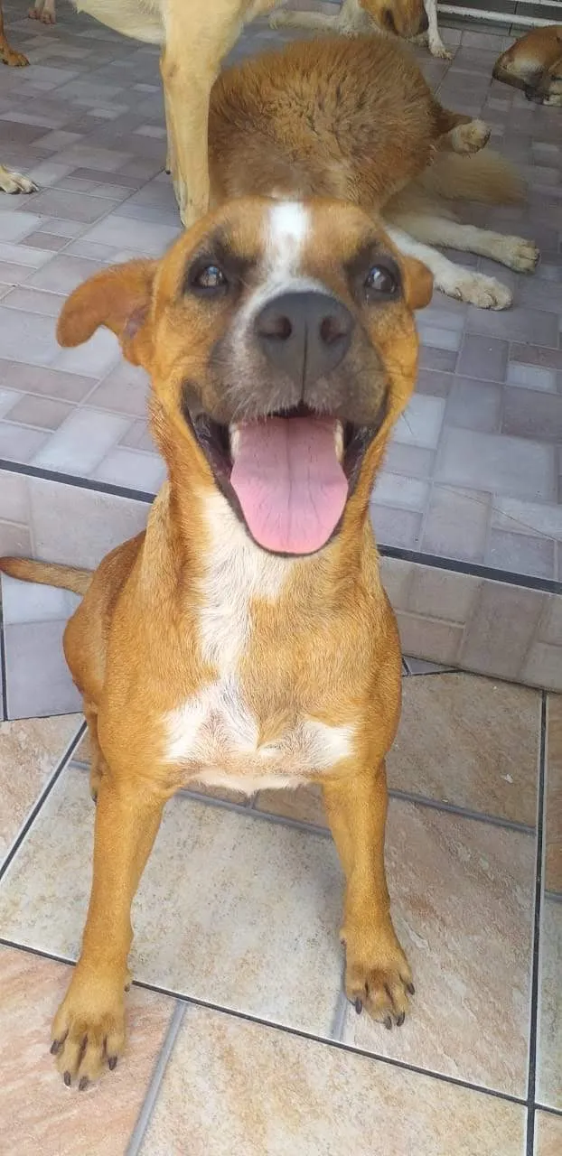 Cachorro ra a SRD idade 2 anos nome Dóris 
