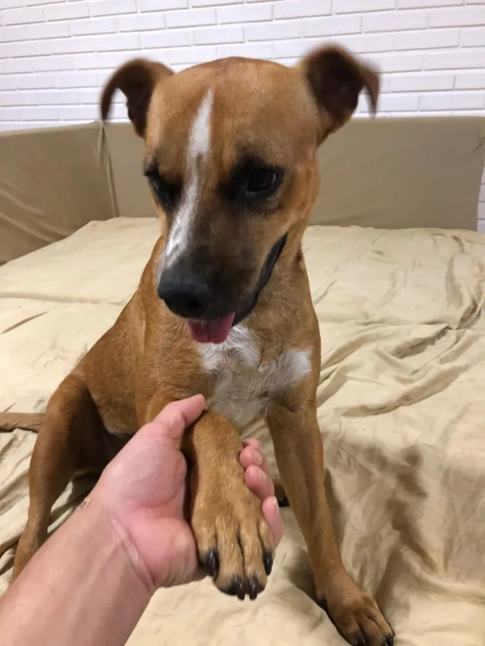 Cachorro ra a SRD idade 2 anos nome Dóris 