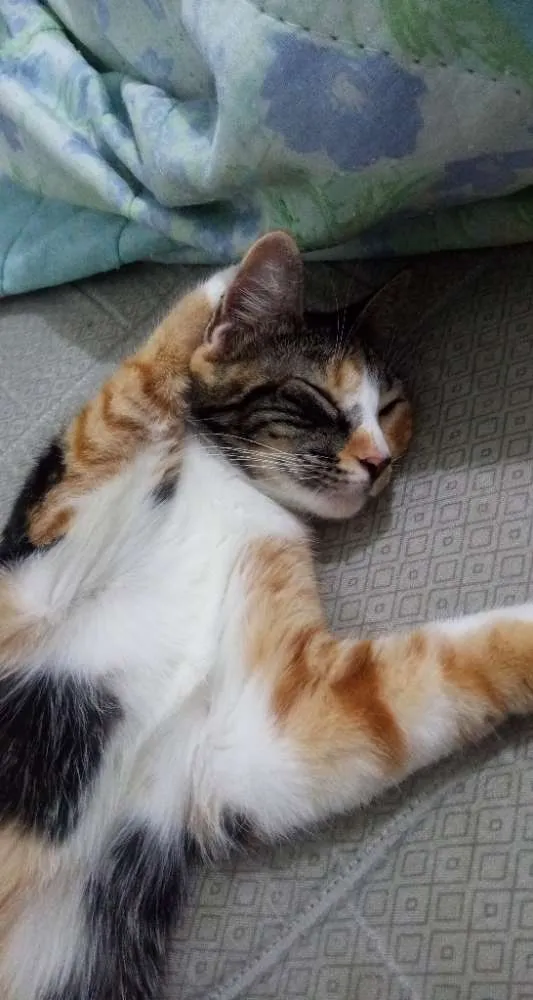 Gato ra a Vira lata  idade 7 a 11 meses nome Diana 