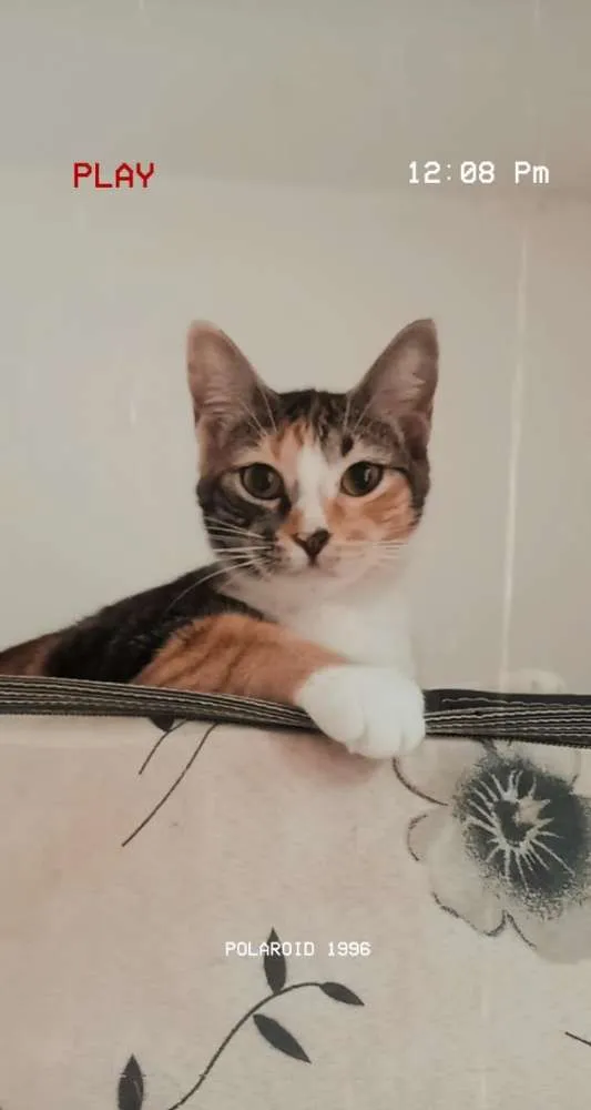Gato ra a Vira lata  idade 7 a 11 meses nome Diana 