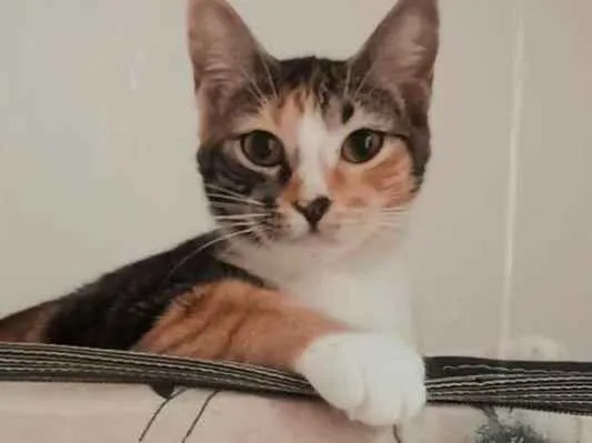 Gato ra a Vira lata  idade 7 a 11 meses nome Diana 