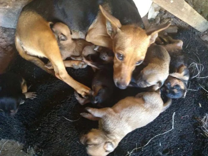 Cachorro ra a Vira lata  idade Abaixo de 2 meses nome São filhotes 