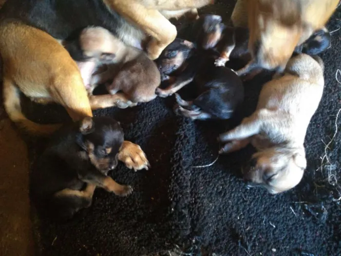 Cachorro ra a Vira lata  idade Abaixo de 2 meses nome São filhotes 
